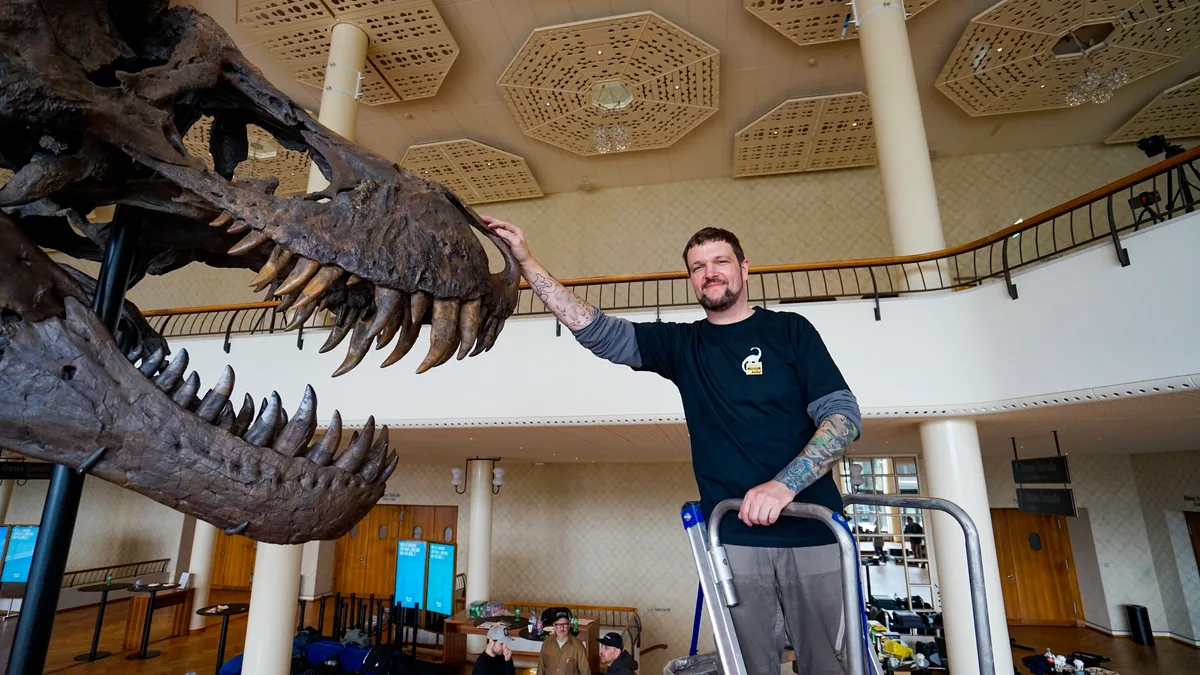 Ein Mann steht auf einer Leiter und berührt einen T--rex. 